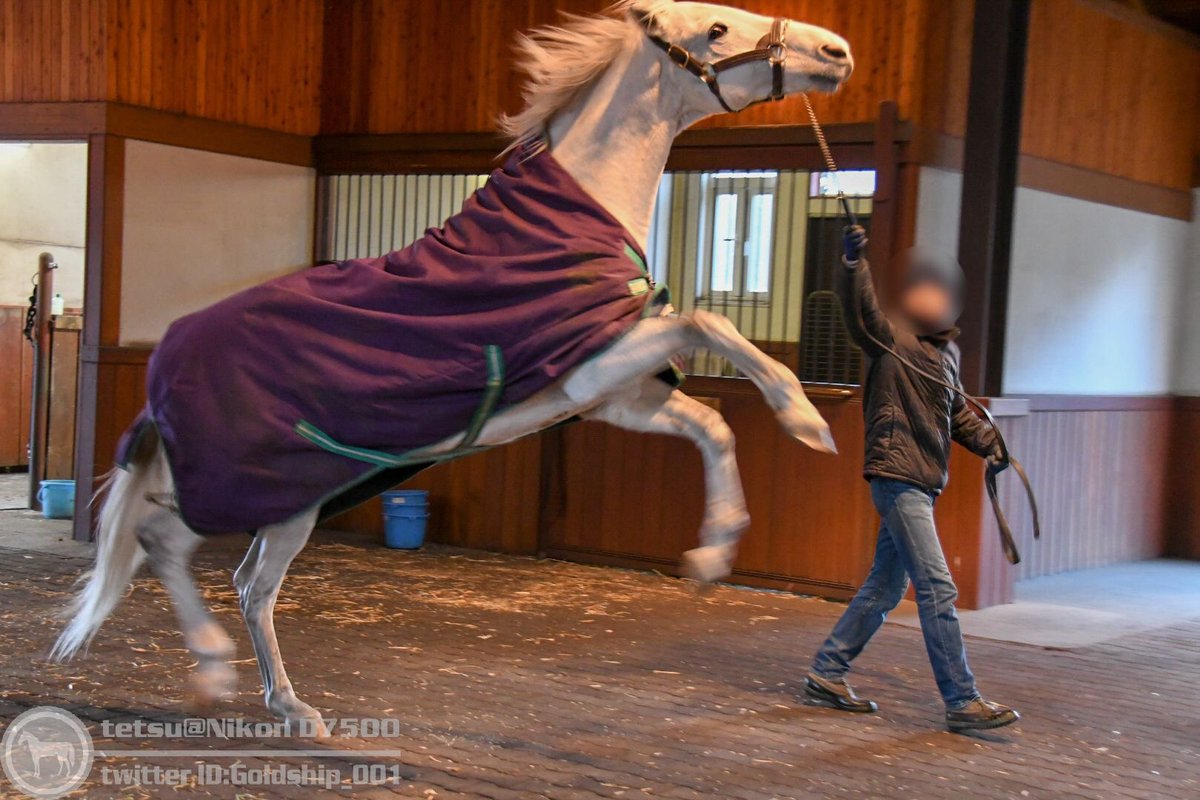 てつ Nikon D7500 En Twitter 馬着シップ W 撮影 年1月3日 ゴールドシップ ビッグレッドファーム T Co Pefrovzzli Twitter