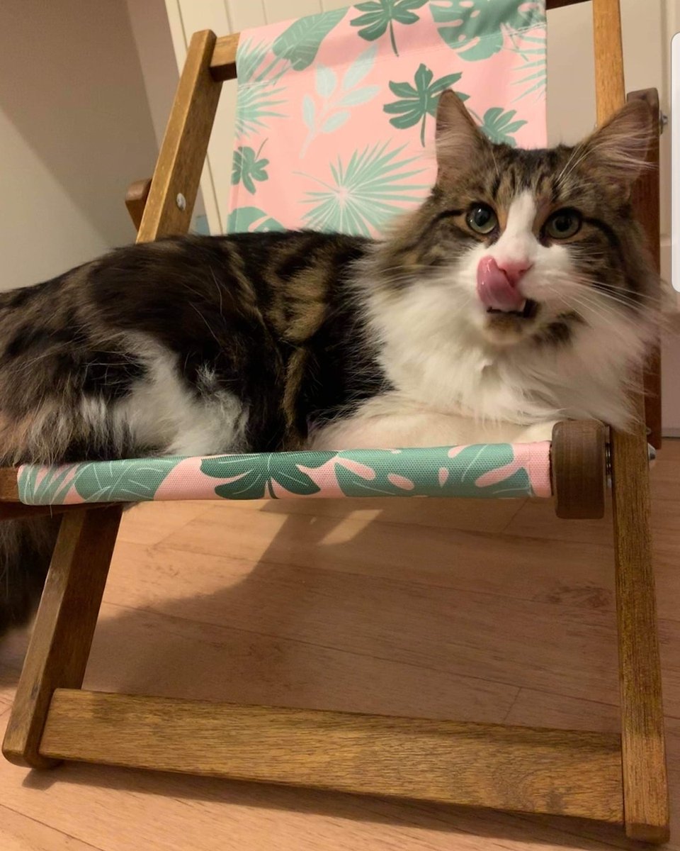 Giant Deckchairs & Friends tweet media