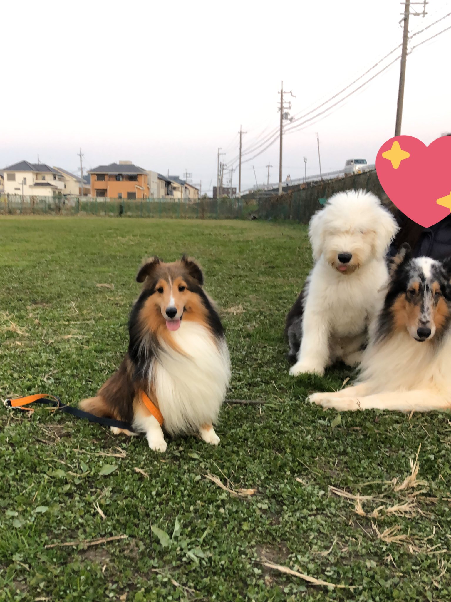 Sheltie むぅちゃん ラフコリーさんとオールドイングリッシュシープドッグさんと遊びました オールドイングリッシュ シープドッグは4ヶ月にしてこの大きさ なんとkg超えだそうです 牧羊犬3頭 見てるだけで楽しかった シェルティ ラフコリー