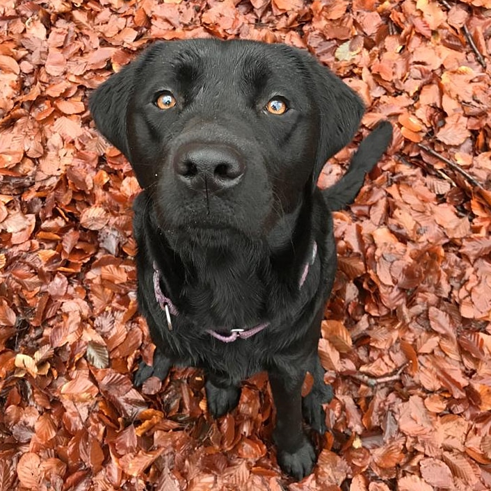irmavanhoeven's tweet photo. Weer of geen weer, onze collega's zijn ook vandaag weer op pad om de honden een lekkere bosdag te geven! 🌧 @KNGFGeleidehond #morris #bosweek #kngf #kngfgeleidehonden #lovemyjob #guidedog #geleidehond #labrador #honden https://t.co/I8ojn6XYsU