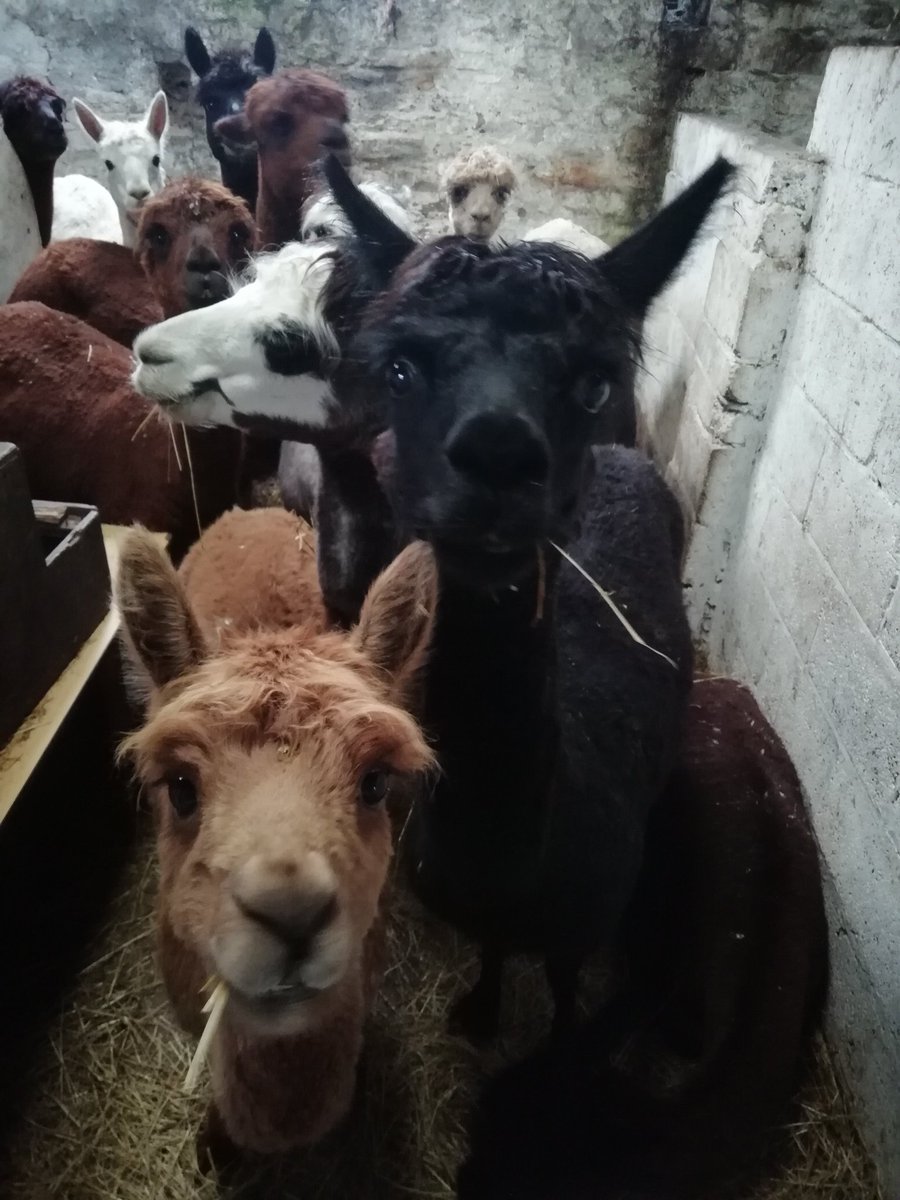 Magical Alpaca Experience tweet media