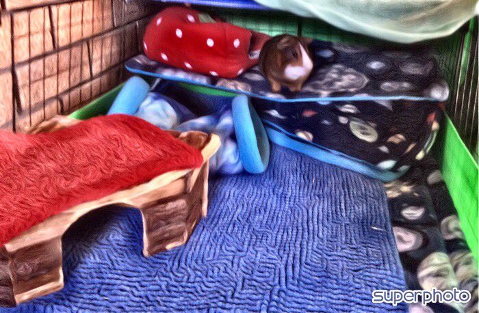 Neish39's tweet photo. Playing around with filters 📷 😁

#appfilter #guineapig #furbabies #camerafilters https://t.co/2dcnqH6qBq