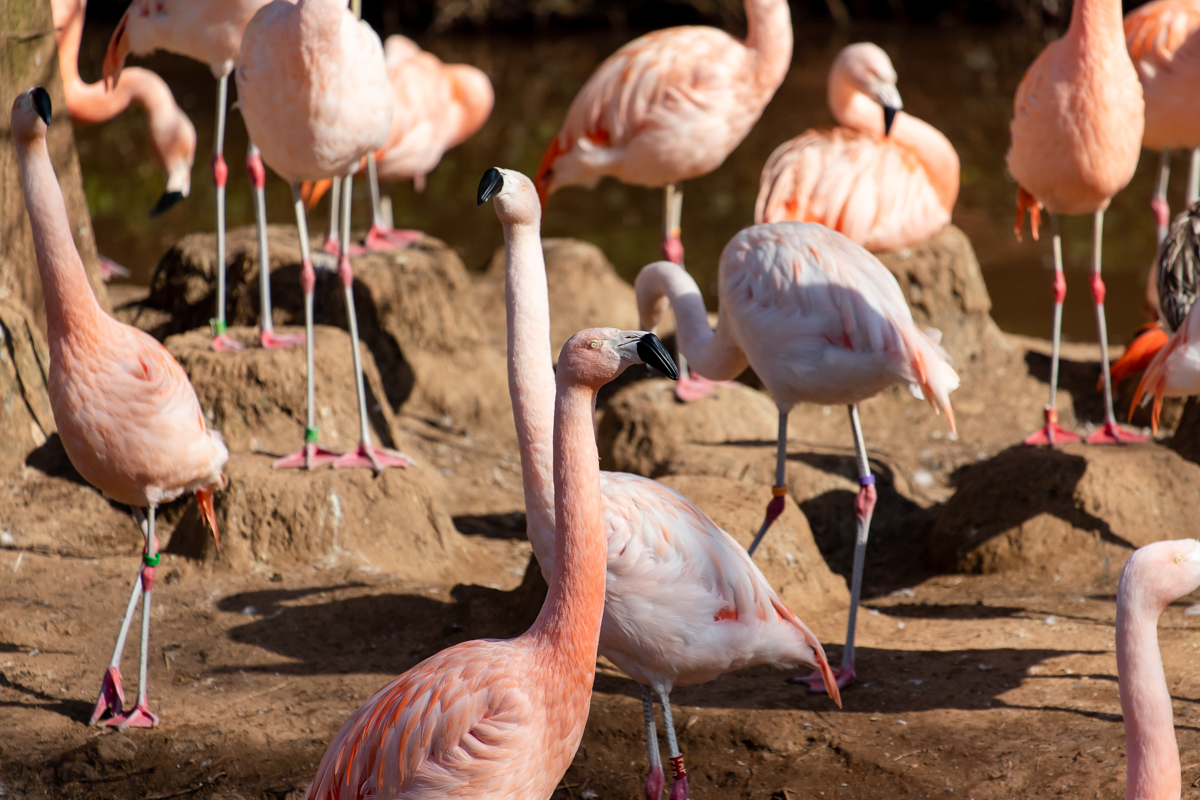 Would you like to kickstart your career in the world of conservation or zookeeping? 🙋‍♀️🙋‍♂️
There's only a few days left to register your interest in our six month voluntary worker training placements, that start in March 2020! Full details can be found here: bit.ly/PaigntonZooVol…