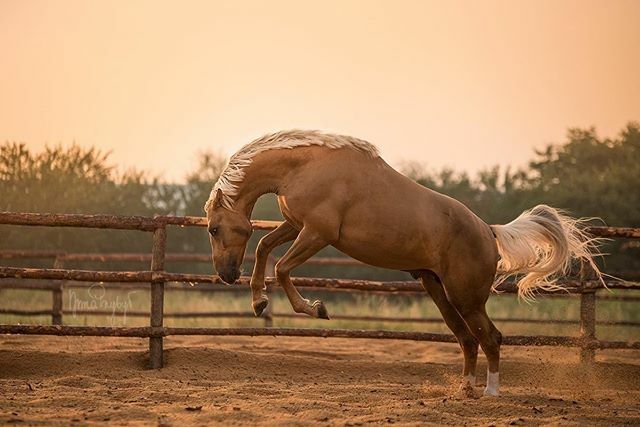 equistapl's tweet photo. Friday mood ๐๐๐๐ป
โโ
๐ทโก๏ธ @anna_przybyl โฅ๏ธ
โโ
@equistapl #happyhorse #equinetherapy #equinos #pferdesport #freehorses #instahorses_post #equinephotography #equista #equistapl #autumnstyle #horsesofinsta #horsephotography #freehorse #freejumping #stableโฆ https://t.co/8HFkTN02et https://t.co/NiGZrAvtFs