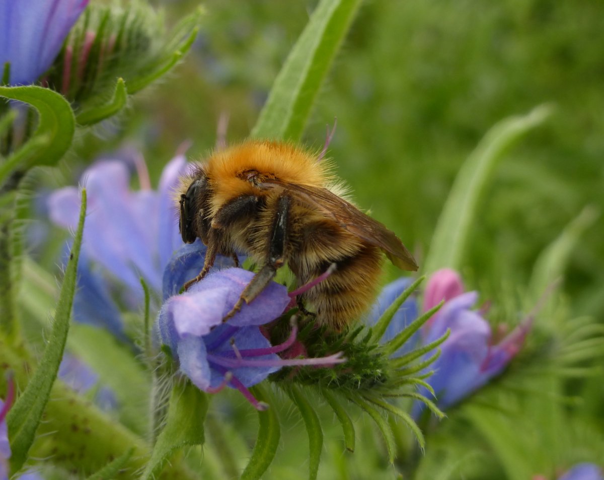 woodmeadowtrust's tweet photo. We have teamed up with @StNicksFields &amp; delighted to announce our Green Infrastructure for Pollinators workshop with national expert @StevenFalk1. Find out why we need #pollinators &amp; how green infrastructure can be designed &amp; managed to assist. https://t.co/XPSRw4KF4u https://t.co/QDJJ1oXt6l