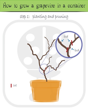 apri_adi08's tweet photo. Langsung ke langkah berikutnya setelah masa tanam 2minggu dan sehat iyalah pruning untuk pembentukan cabang dan pemberian ajir
Gambar pertama membuang seluruh dahan yg tidak perlu
Gambar kedua pemberian ajir untuk rambatan anggur,
Oke silakan RT lagi
Nanti aku post lagi https://t.co/wfn1kbCokL