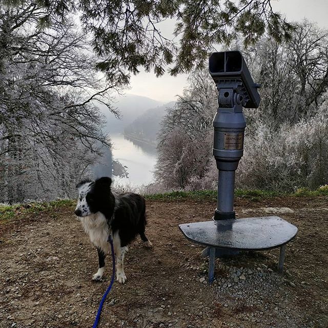 EverydayFinlay's tweet photo. Finlay meets Wall-E 🤪 #dogsoftwitter https://t.co/Cey66WE4nL https://t.co/Z7ToI8O0n8