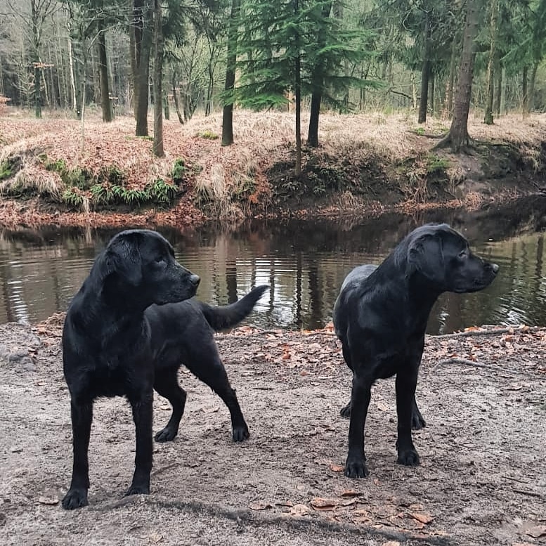 irmavanhoeven's tweet photo. En ook Scarlet en Merel willen best even poseren! @KNGFGeleidehond #bosweek #kngf #kngfgeleidehonden #lovemyjob #guidedog #geleidehond #labrador #honden https://t.co/cgXYIIlga3
