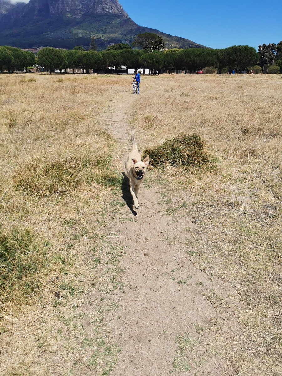 LanceTheWitten's tweet photo. Little doddle on the Common with my Dadonator, #Mila and #LokiTheDog ❤️ https://t.co/wDA14qbO4L