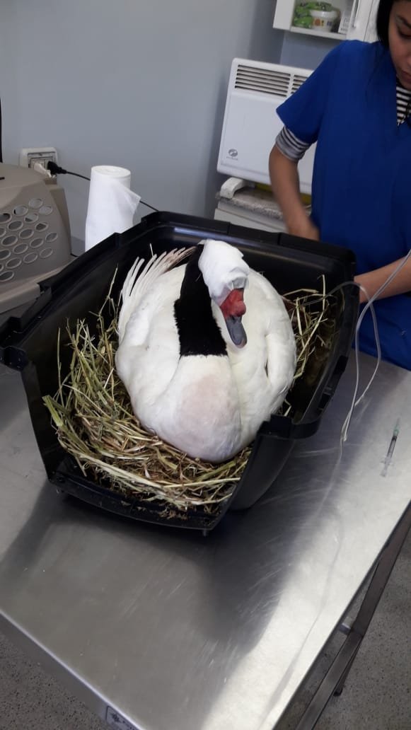 Rescatan a cisne de cuello negro herido en el Puente Chacabuco, se encuentra en el CEREFAS-USS 
24horas.cl/regiones/biobi…