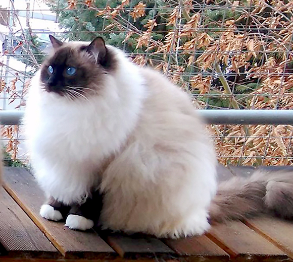 noiac's tweet image. 복슬복슬하고 뽕실뽕실한거 만지고 싶다