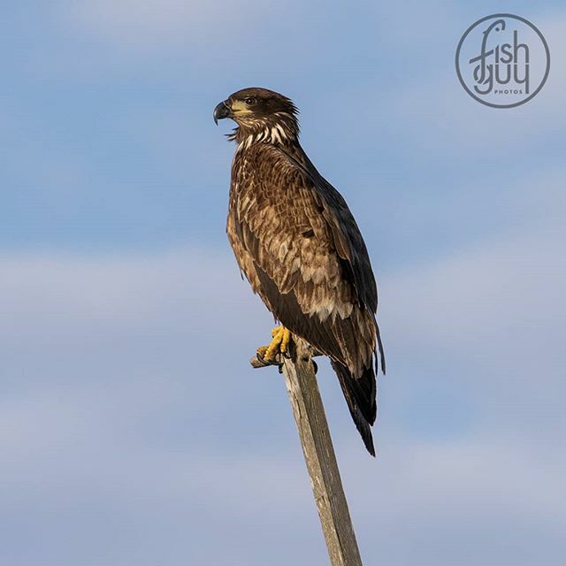 fishguyphotos's tweet photo. My first capture of 2020, a juvenile bald eagle. Not a bad way to start the year!
Hampton Bays, NY
.
.
.
#baldeagle #eagle #juvenilebaldeagle #bird #birdofprey #raptor #birding #birdphotography #getoutside #explorenature #hamptonbays #hamptons #longislan… https://t.co/JXRD25E3eB https://t.co/vPMUOMZo6E