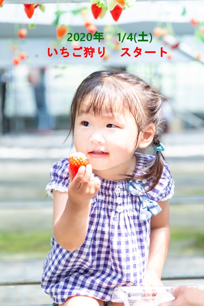 神奈川 子連れでいちご狩りが楽しめる 海老名 ストロベリーハウス に行ってみた ゆるく楽しくママする
