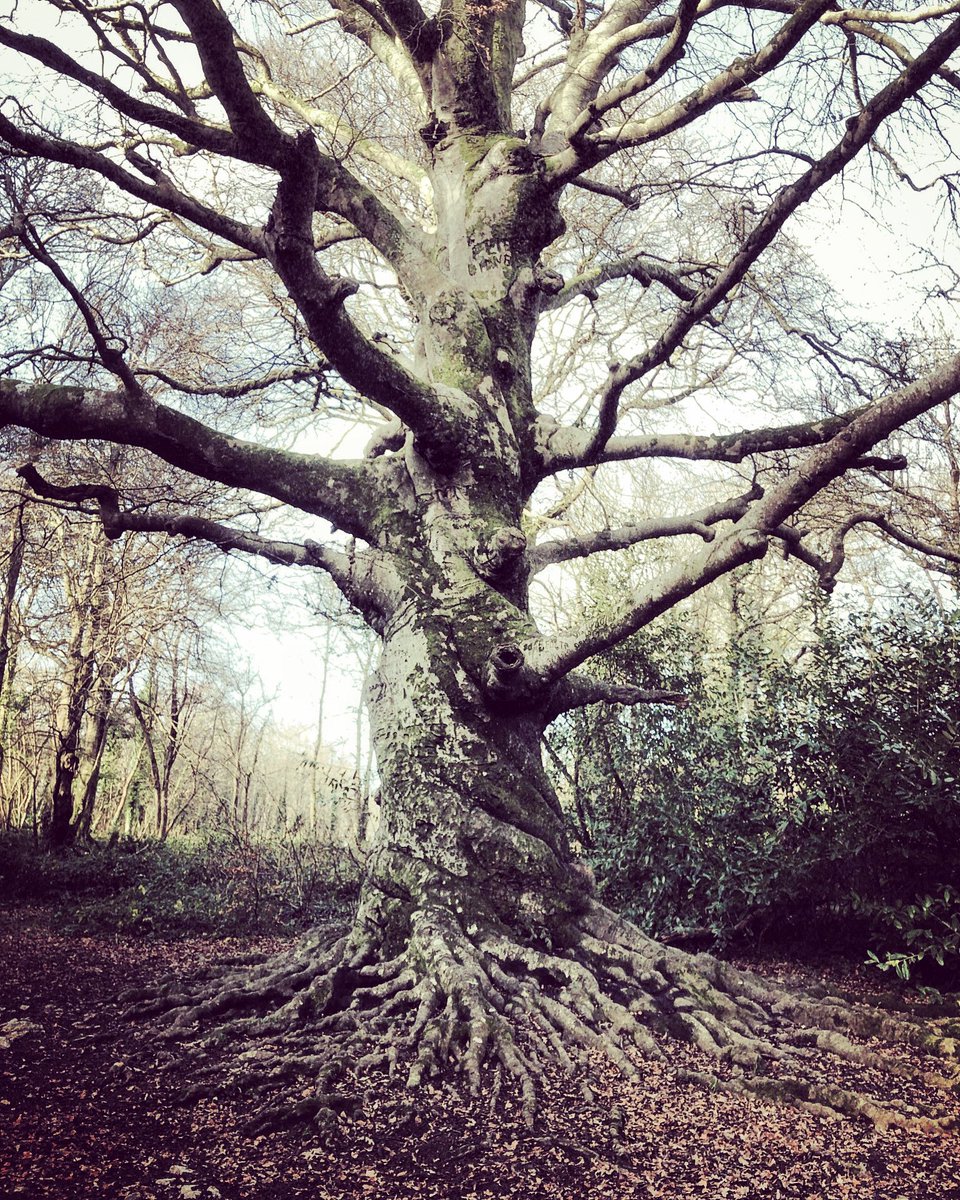 Twister. #twisted #trees #hornbeam #Cornwall #tehidywoods #woodland #woodlandwalks #Cornishtrees