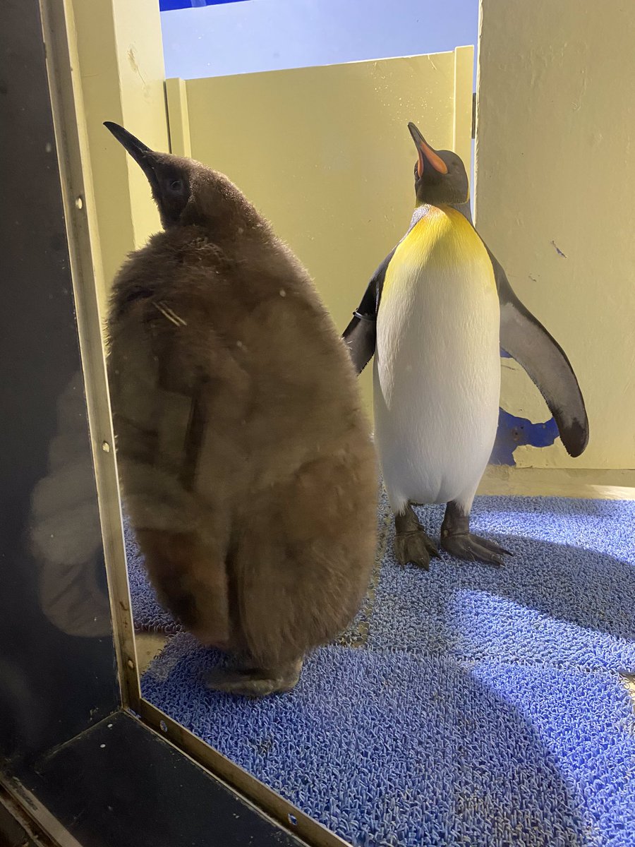 今日は水族館行ったんだけどキラキラびっくり😳 