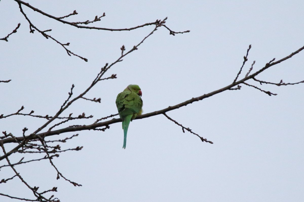 Michael04166819's tweet photo. 18+ Ring Necked Parakeets Backhouse park Sunderland this morning also 5 Whooper's and 20 Pinkfeet over south,2 Nuthatch,3 GSW,Grey Wag,14 Stock Dove @DurhamBirdClub @Britnatureguide @BirdTrack #birding #birdwatching #goodplastic https://t.co/TY1sSfAd4f