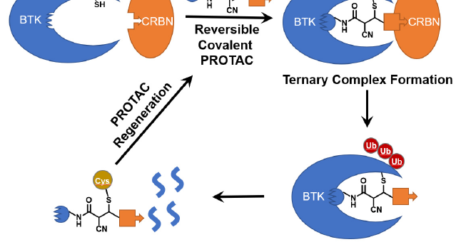 Enhancing Intracellular Concentration and Target Engagement of PROTACs with Reversible Covalent Chemistry dlvr.it/RMNFkl