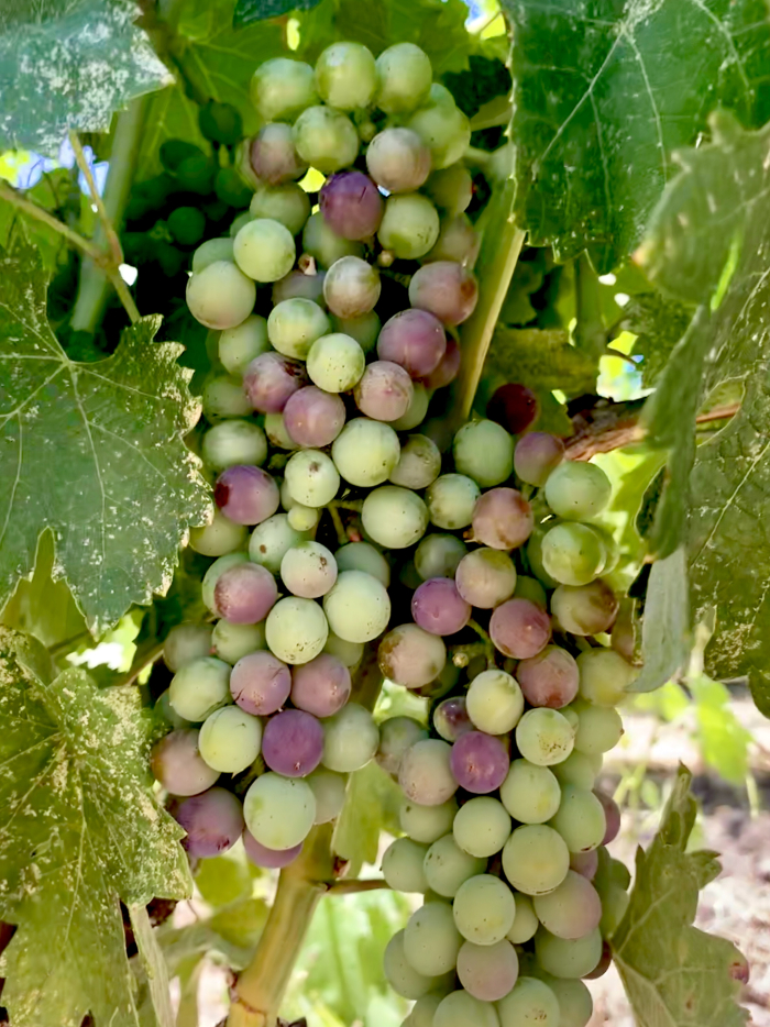 AutryCellarsSLO's tweet photo. Wonder which ones will be picked up by growers on the Central Coast? https://t.co/DkyLqN4VrI #CometasteUnwindAppreciatelife. #visitslo #slowine #shareslo #autrycellars https://t.co/MCOgSJwSKo