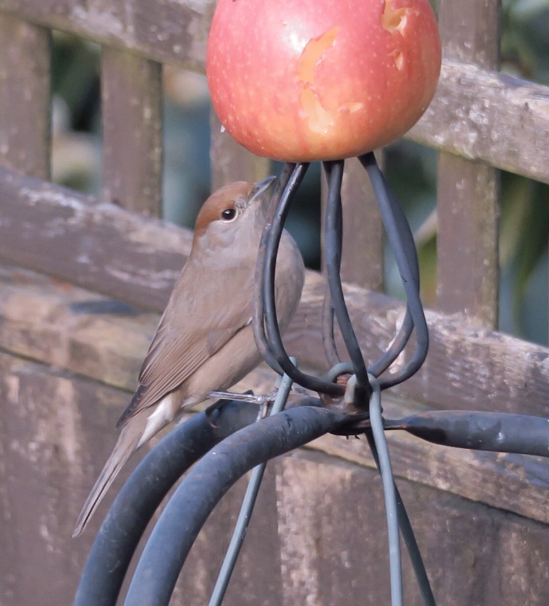 lyn lambert💙💛🇺🇦 tweet media