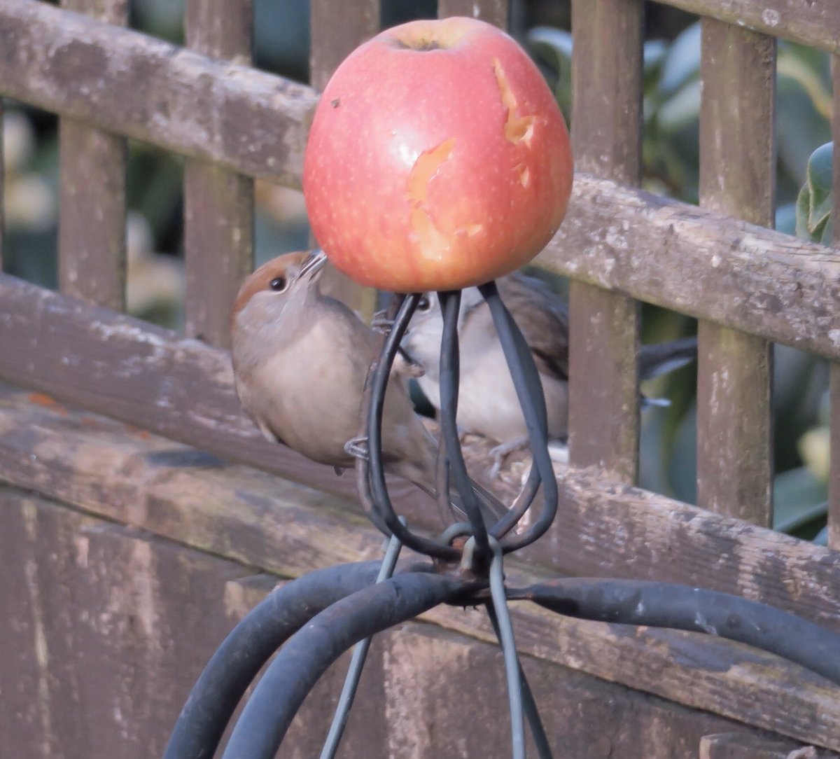 lyn lambert💙💛🇺🇦 tweet media