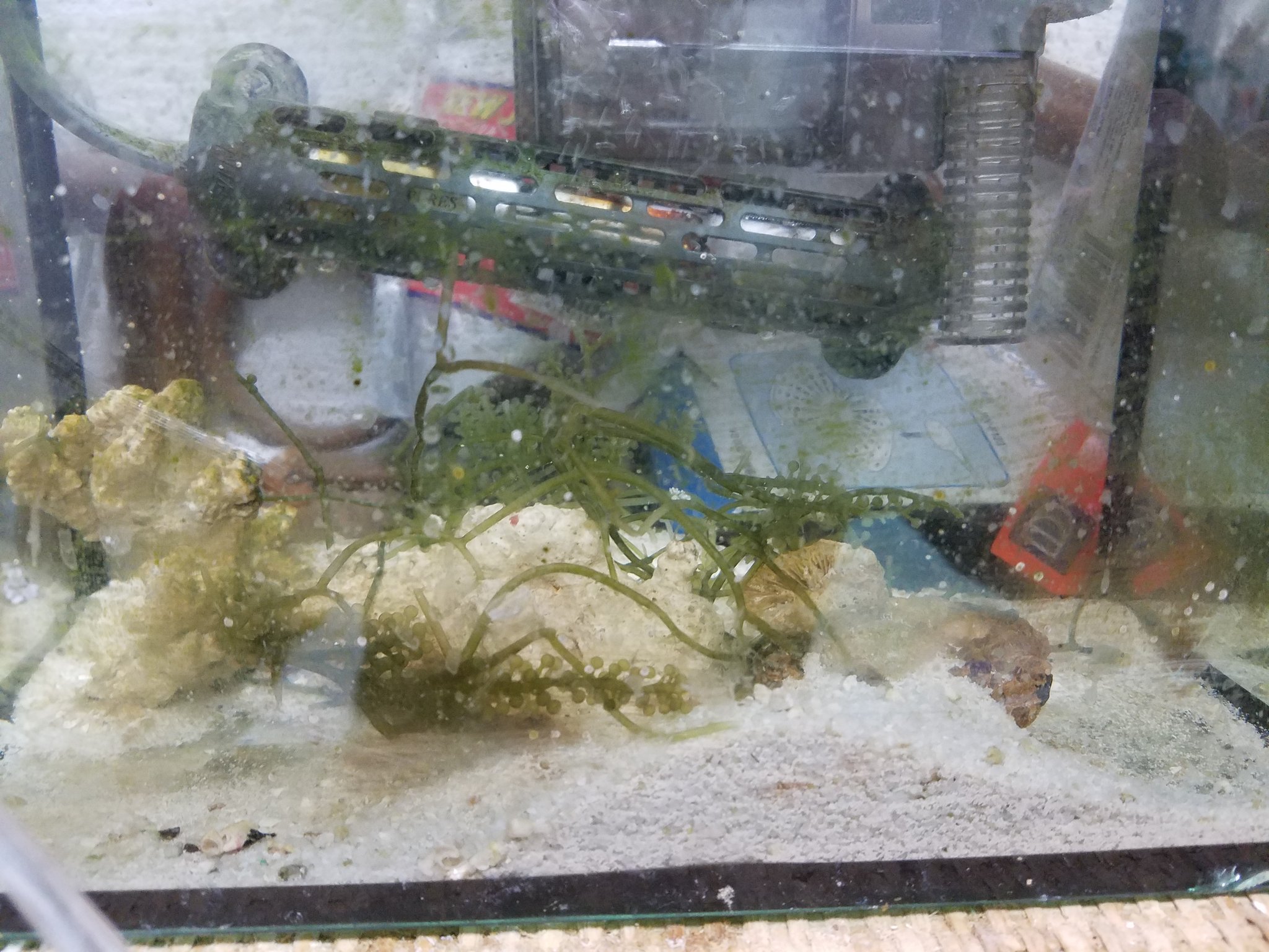 サンゴ 同じ飼育水ですが 何故か海ブドウがある水槽には発生しません 何かあるようです サンゴ 同じ飼育水ですが 何故か海ブドウがある水槽には発生しません 何かあるようです