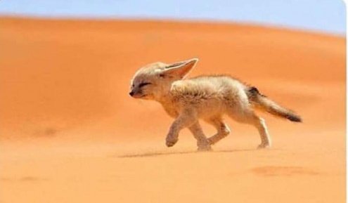 Esta es la zorra del Sahara, la 2da zorra mas linda del mundo. La primera es la que esta leyendo esto