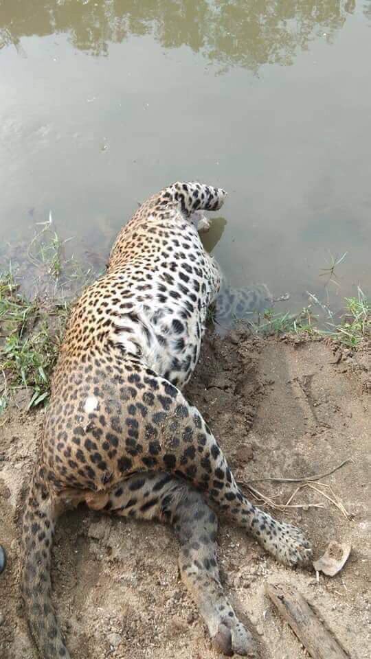 RealASadarathne's tweet photo. While only few (probably 10) individual leopards are found in Udawalawe national park, this majestic leopard was killed then plugged out teeth, cut off front paws. When will be this stopped? Very sad!
#lka https://t.co/9CWwRLA4z7