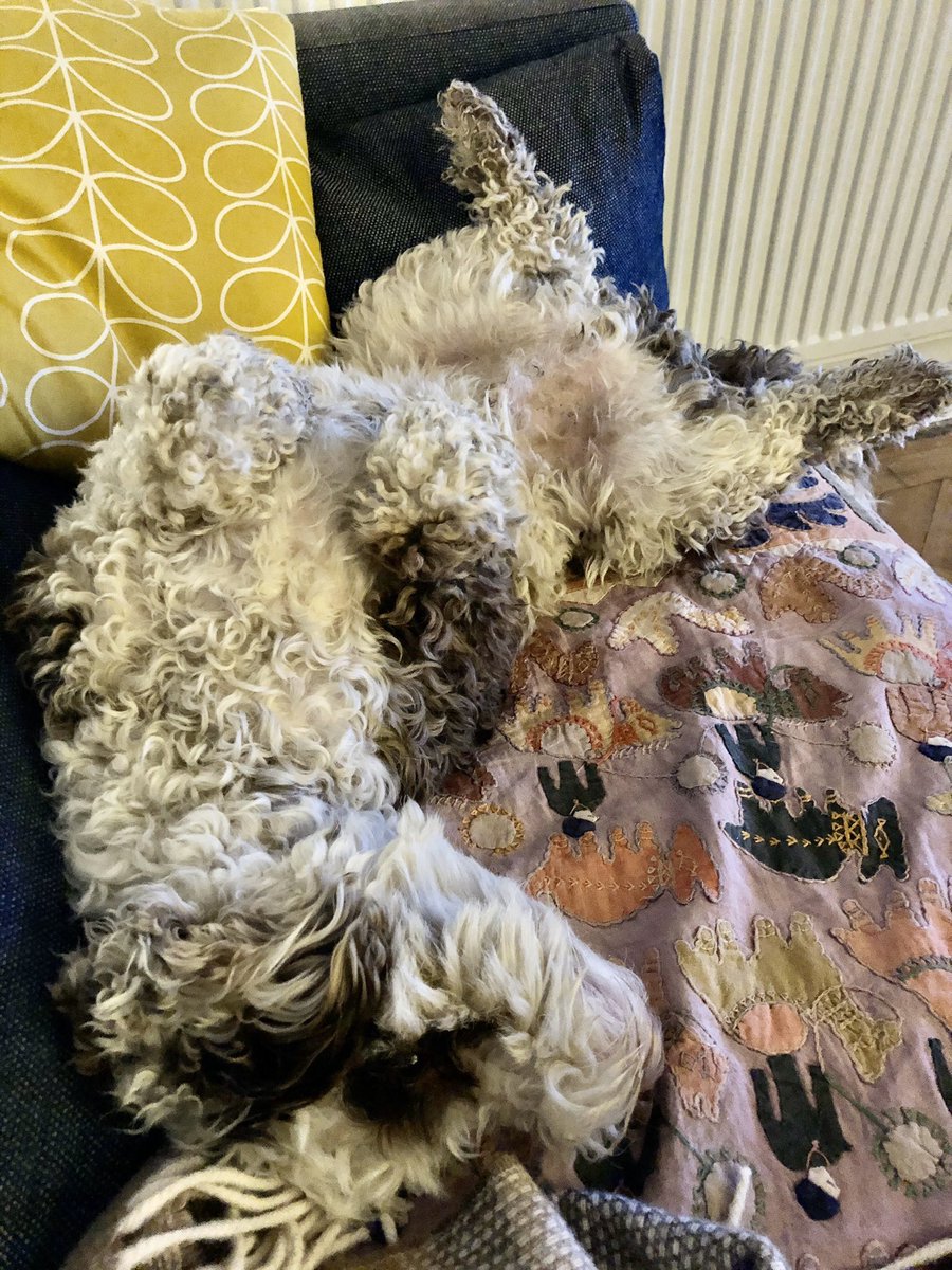 bemorebob2's tweet photo. Apparently there’s normally some white fur on me somewhere, says Mum #FridayFeeling #MuddyDays #BathNeeded https://t.co/ODN4ol2fdD
