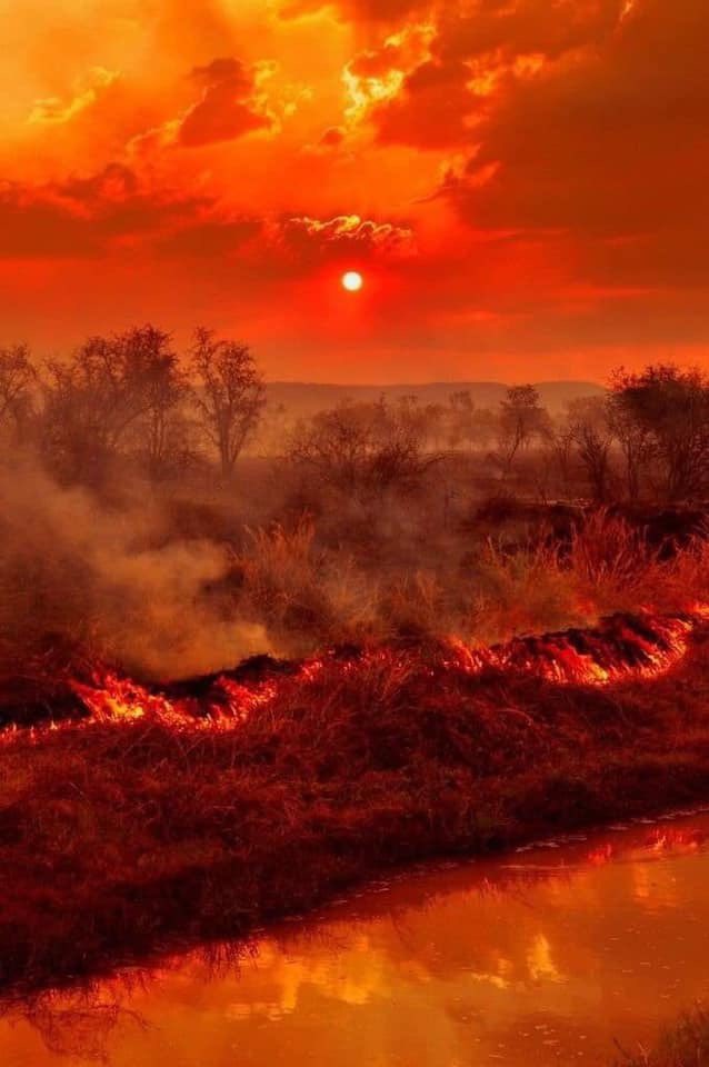 GlobalFightRev's tweet photo. RETWEET. SHARE.

There is not enough people who know what is happening in Australia.

The country is burning down due to extreme fires.
Try to spare a moment and any help you can via donation if not via retweet so someone can see and may help.

SAVE AUSTRALIA.

#AustraliaOnFire https://t.co/7MTjZcZz92