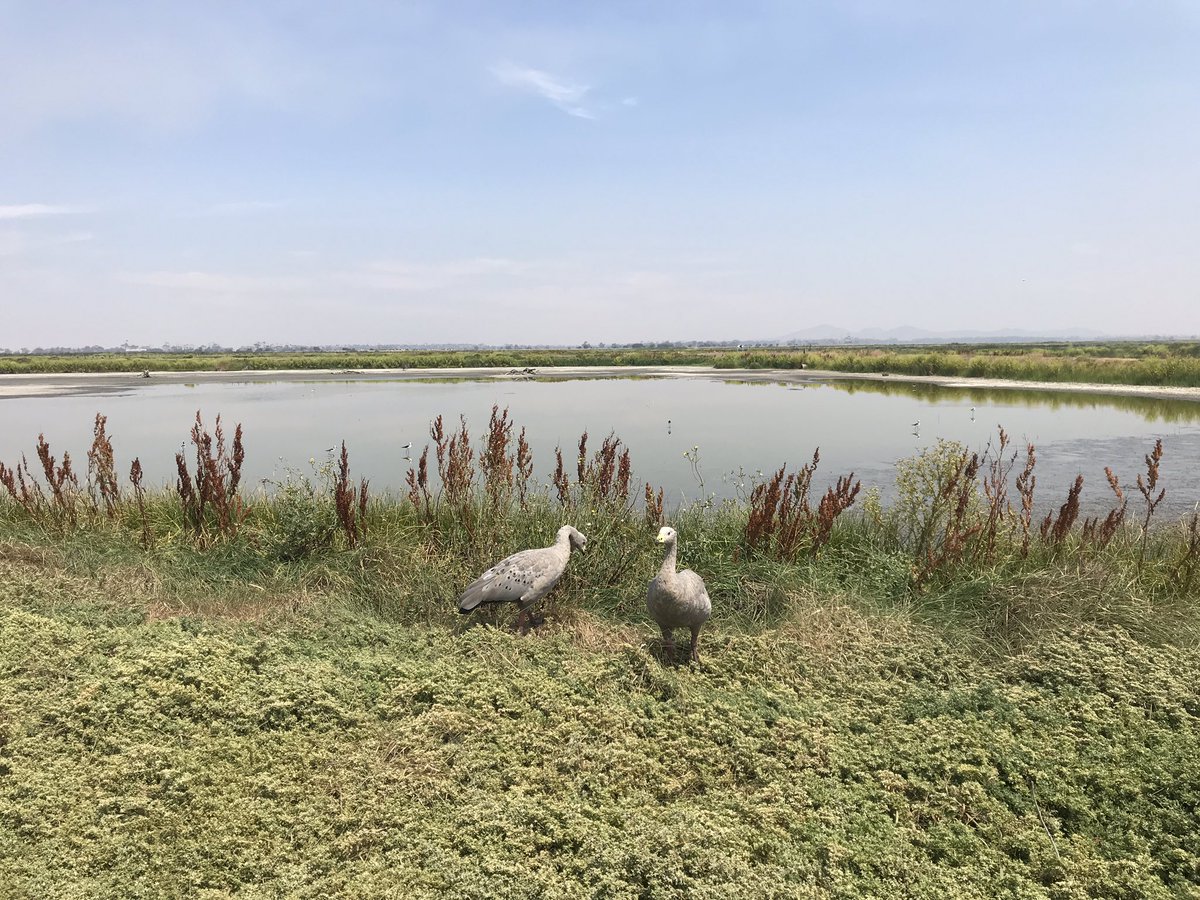 pedionomus's tweet photo. Big Day 2020 #birding at Melbourne’s Western Treatment Plant with @DeanIngwersen 
Final count - 110 species
Best bird/s - Magpie Goose (group of 30+ at days end) &amp; Cattle Egret (in breeding plumage)
Other mentions - #itsaduck 
#BigDay #birds #smokehaze https://t.co/Qfj8BKma99