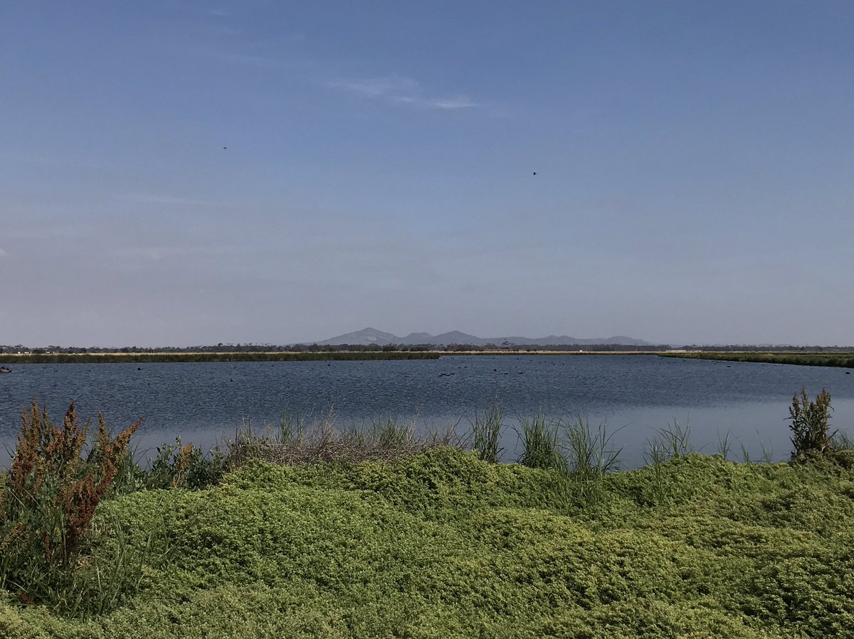 pedionomus's tweet photo. Big Day 2020 #birding at Melbourne’s Western Treatment Plant with @DeanIngwersen 
Final count - 110 species
Best bird/s - Magpie Goose (group of 30+ at days end) &amp; Cattle Egret (in breeding plumage)
Other mentions - #itsaduck 
#BigDay #birds #smokehaze https://t.co/Qfj8BKma99