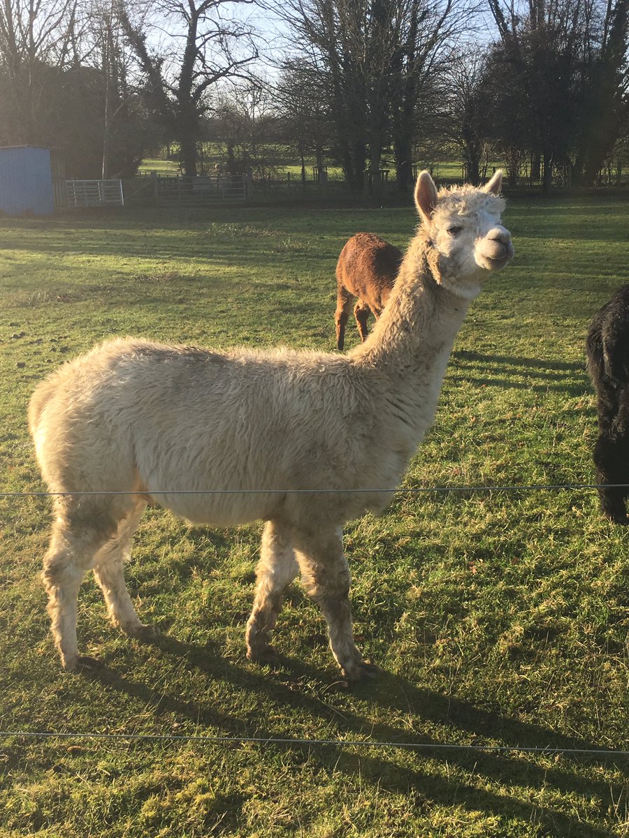 We wish everyone a happy and healthy New Year from all of us at Standalone Farm! Polo’s new year’s resolution is to get his hair cut more regularly 🎉what’s some of your resolutions? #standalonefarm #standalonefarmletchworth #letchworthgardencity #visitherts #alpaca ##farmlife