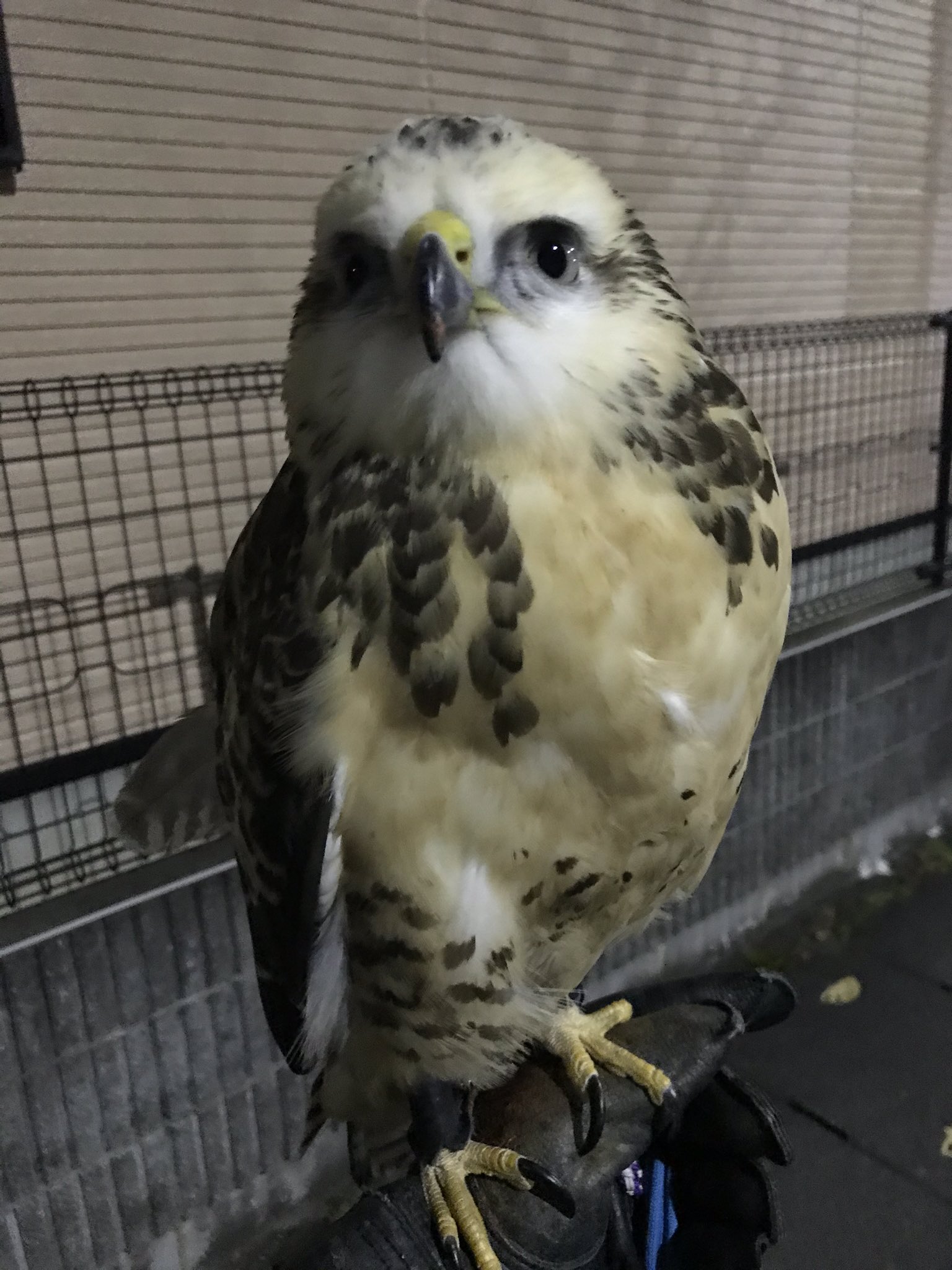 アクアリミテッド 夜の据え回し3連発 フィアちゃん夜に据え回しすると よくフクロウと間違えられる サンちゃんは据え回しもだいぶ安定してきた くーちゃんは何も言うことなし 猛禽類 ハリスホーク レッドテールホーク シロノスリ
