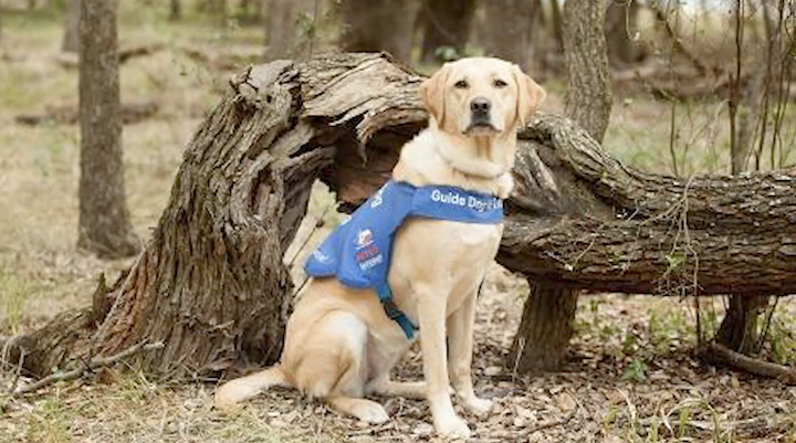 BexarFest_org's tweet image. Sandy Merrill, CEO at #GuideDogsOfTexas 
@bestdogsinsight explains how giving away very valuable dogs is a good business model on this week's #BexarFest podcast. bit.ly/2FnjQ3b