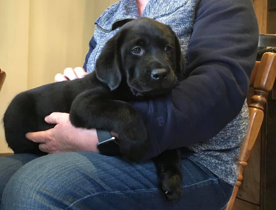 autismds's tweet photo. #AutismDogServices is welcoming our first puppies of 2020! 

Hoomer and Robbie are joining us thanks to #UnityforAutism! 

Join our puppy raising team by following the link: https://t.co/hFXYuKRzb3 https://t.co/BRyM6XjGgC