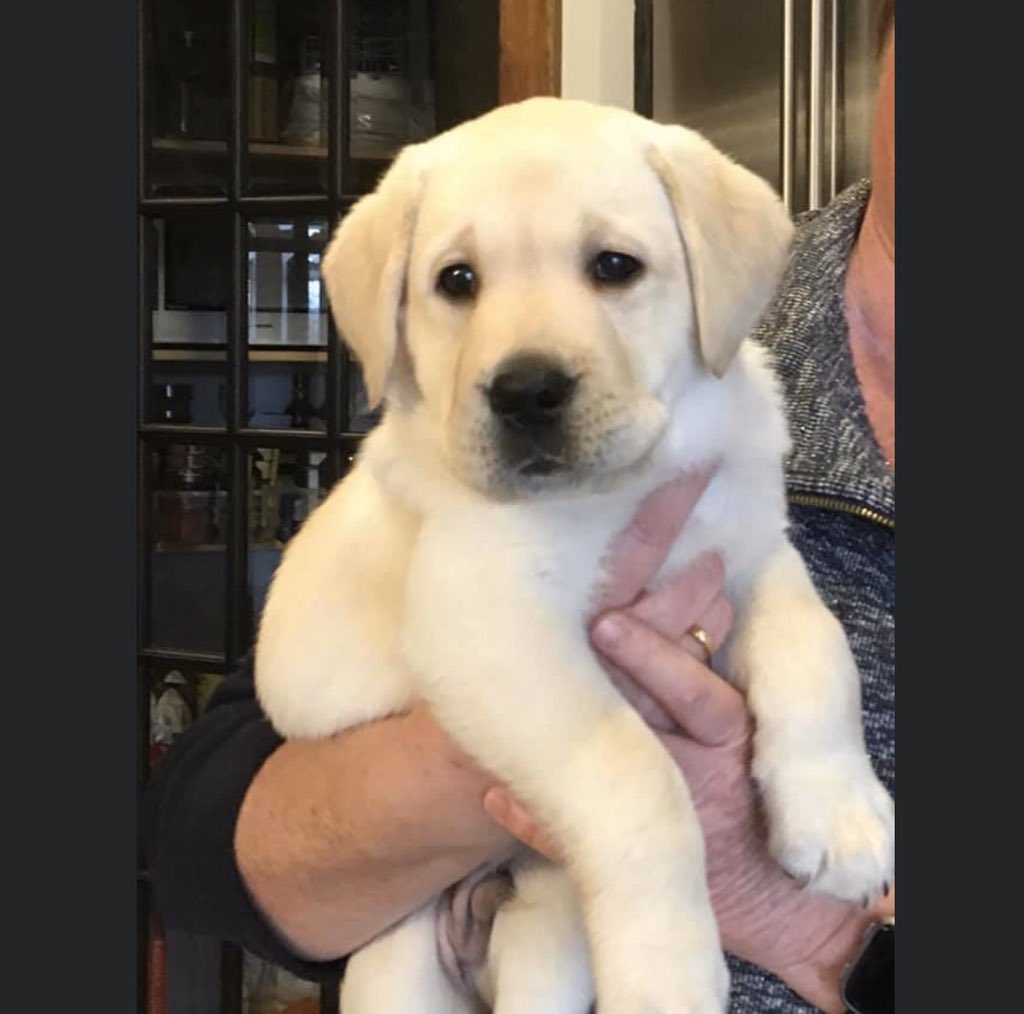 autismds's tweet photo. #AutismDogServices is welcoming our first puppies of 2020! 

Hoomer and Robbie are joining us thanks to #UnityforAutism! 

Join our puppy raising team by following the link: https://t.co/hFXYuKRzb3 https://t.co/BRyM6XjGgC