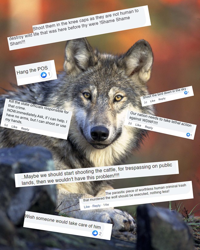 protectthewolve's tweet image. Violent threats that partially led to cancelled wolf meetings came from pro-wolf Facebook commenters  - #OpposeWelfareRanchingNotWolves #WolvesInWashington - 

This is why we tell people not to make threatening comments, it gives the spineless ... - protectthewolves.com/violent-threat… -