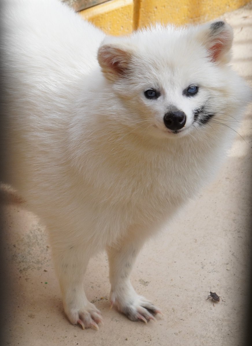 楽運犬 V Twitter 大内山はタヌキ好きにとっても見どころいっぱい タヌキ展示が充実 6ヶ所 9頭が飼育されており 全国でも唯一 アルビノと白変種が両方いる 大内山動物園 タヌキ