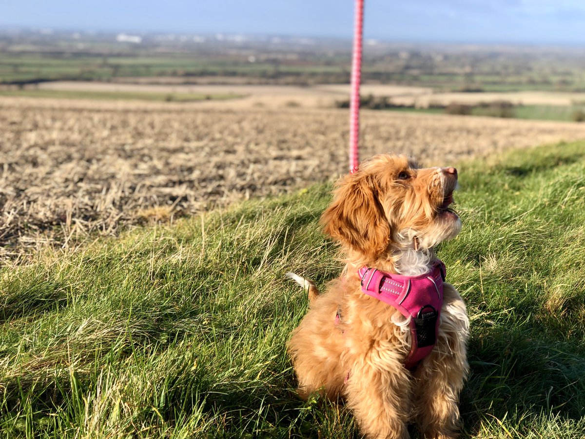 cottage_weavers's tweet image. Lovely walk in the winter sunshine  #HolidayCottage #dogfriendly #Walking #Cotswolds #GreatBritain @CanineCottages