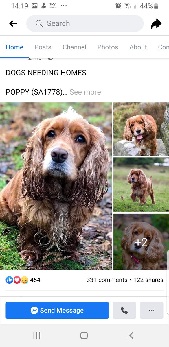 bencm305's tweet photo. Considering getting a new dog in 2020? please check out @SpanielAidUK they've 18 new dogs on their website today alone, with loads more to go on. There was over 60 spaniels in foster care over Christmas 😥 Puppies are great I know that well, but so is giving a dog a new home ❤ https://t.co/EyeZ7s18IN