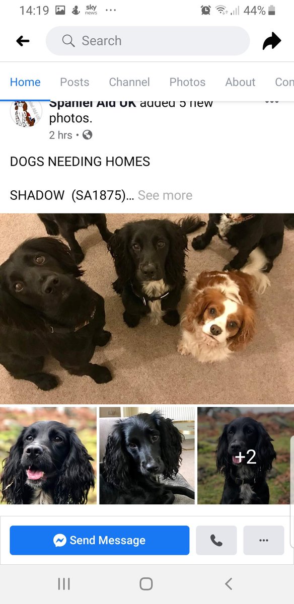 bencm305's tweet photo. Considering getting a new dog in 2020? please check out @SpanielAidUK they've 18 new dogs on their website today alone, with loads more to go on. There was over 60 spaniels in foster care over Christmas 😥 Puppies are great I know that well, but so is giving a dog a new home ❤ https://t.co/EyeZ7s18IN