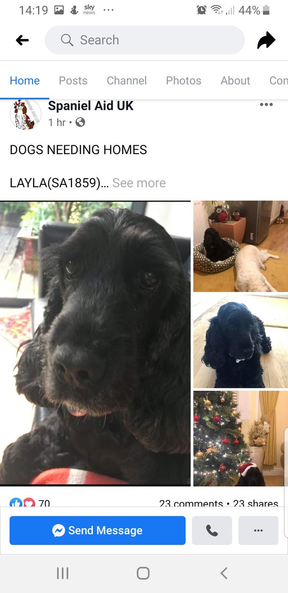 bencm305's tweet photo. Considering getting a new dog in 2020? please check out @SpanielAidUK they've 18 new dogs on their website today alone, with loads more to go on. There was over 60 spaniels in foster care over Christmas 😥 Puppies are great I know that well, but so is giving a dog a new home ❤ https://t.co/EyeZ7s18IN