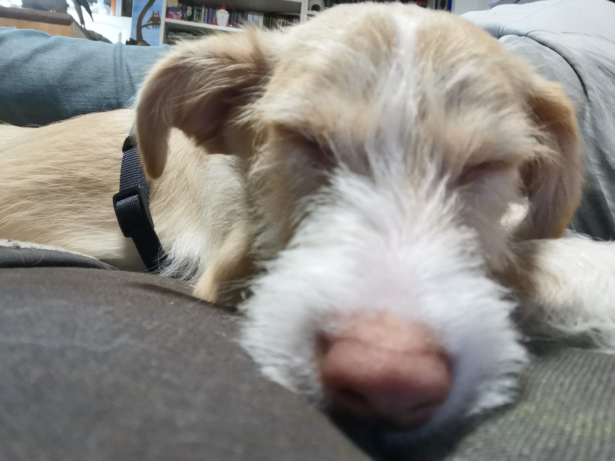 Lilli, unsere neue Terrierdame , ist müde