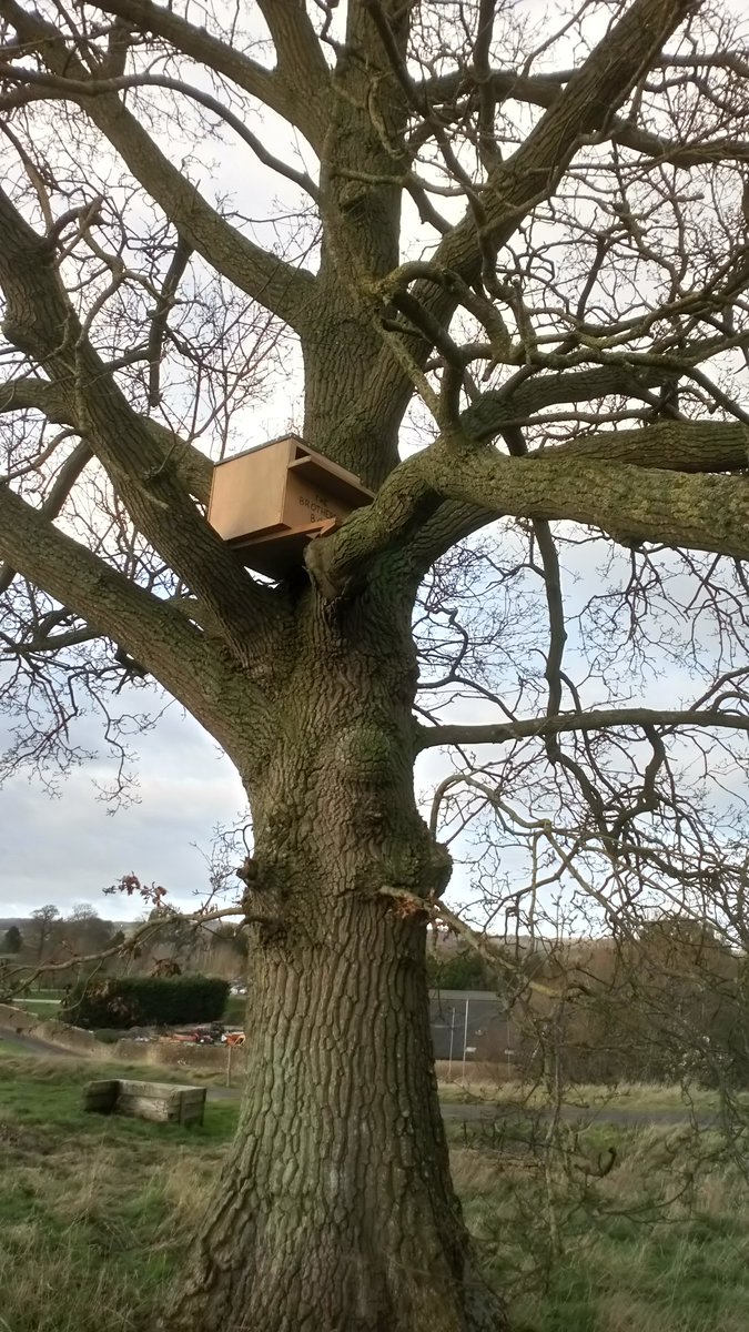 GreenKeepen's tweet image. New barn owl box installed to replaced the old one that had seen better days. #familyproject @Chris_Keepen
