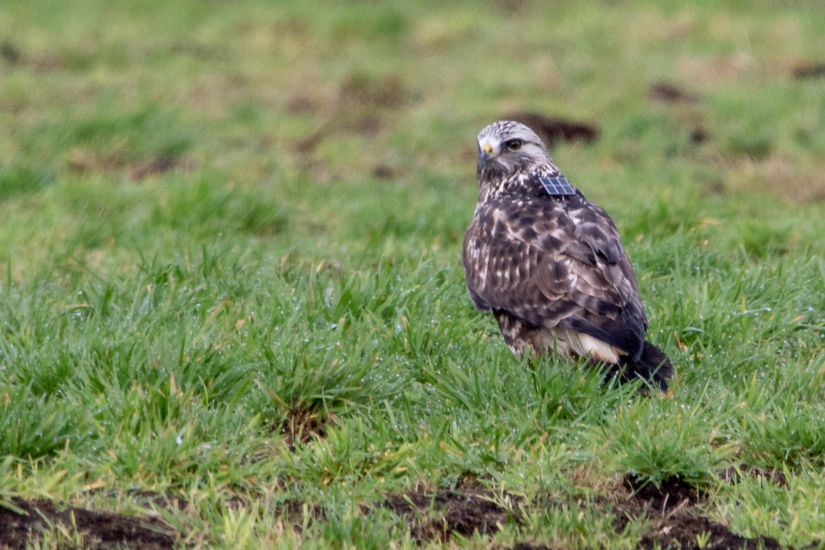 grauwekiek's tweet photo. Gerd-Michael Heinze maakte 24 &amp; 25 Dec meerdere prachtige foto's van de door ons gezenderde #ruigpootbuizerd Janosch! Een kerstcadeau uit Duitsland dus, vielen Dank! https://t.co/pQTuVkk3Hc