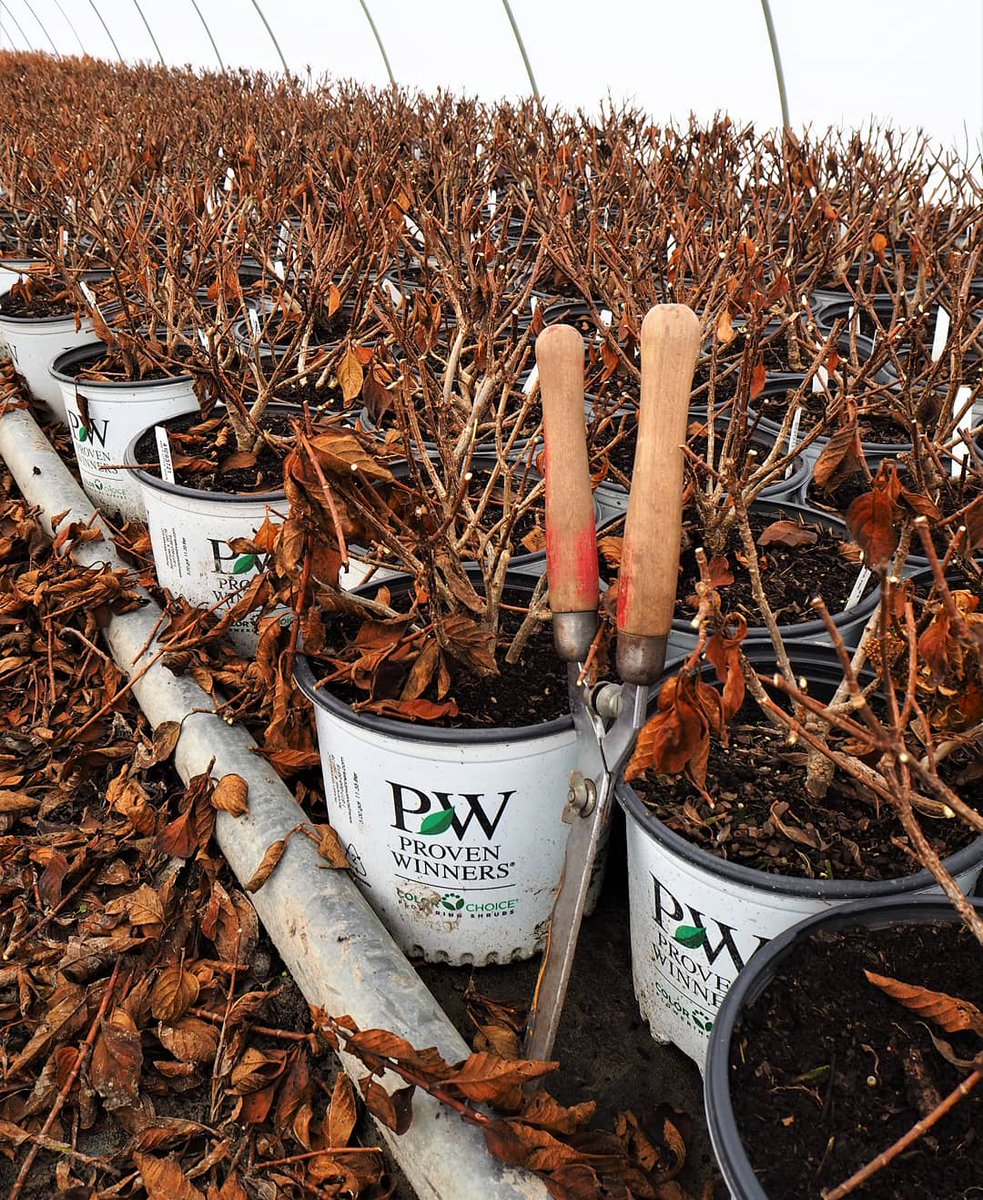 Homenurseryinc's tweet photo. Our production staff is working hard getting some winter trimming done. We are trimming these hydrangea so we get a nice full flush come spring time ๐ฑโ๏ธโ #nurserylife #wintertrim #75daysuntilspring https://t.co/qivQlbFdMQ