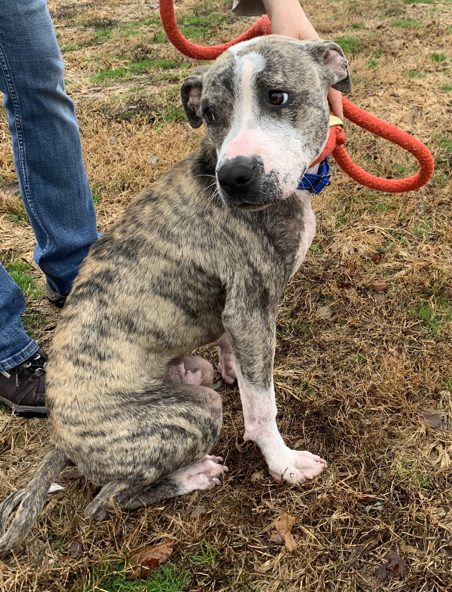 doghauler's tweet photo. Opie is waiting to meet his new family.... such a sweet pup #P.E.T.S. LLC https://t.co/vImk6BgwLZ
