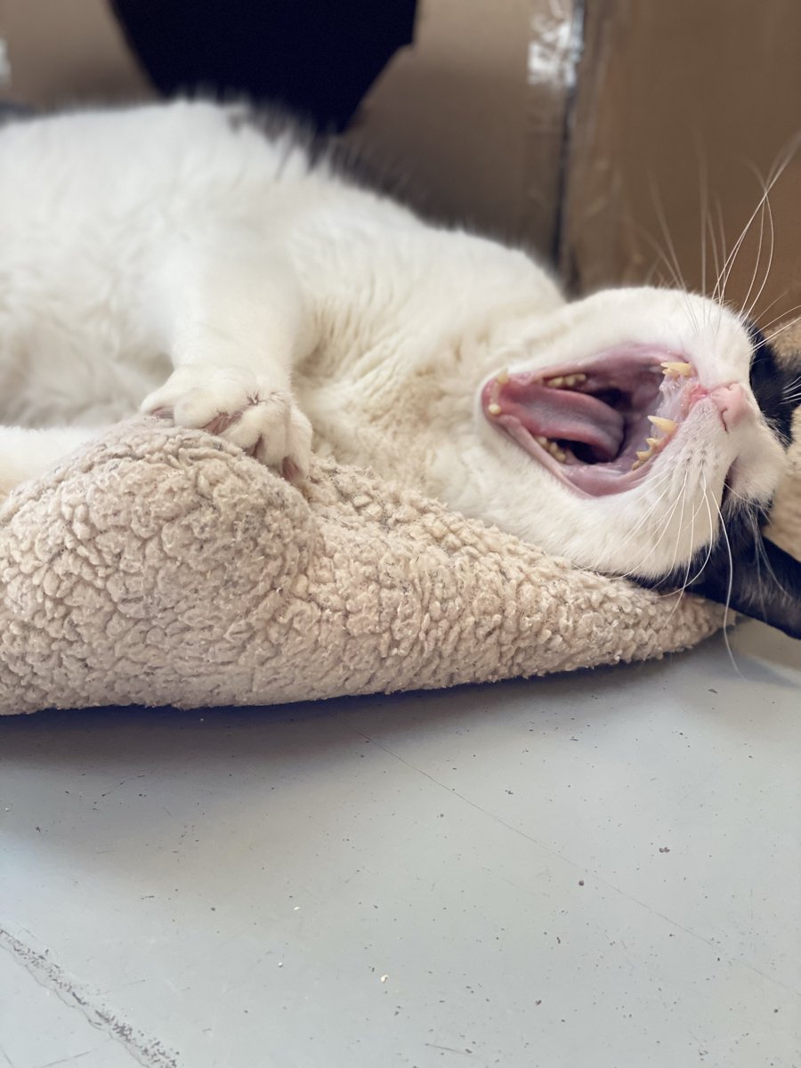 Bend Spay+Neuter tweet media