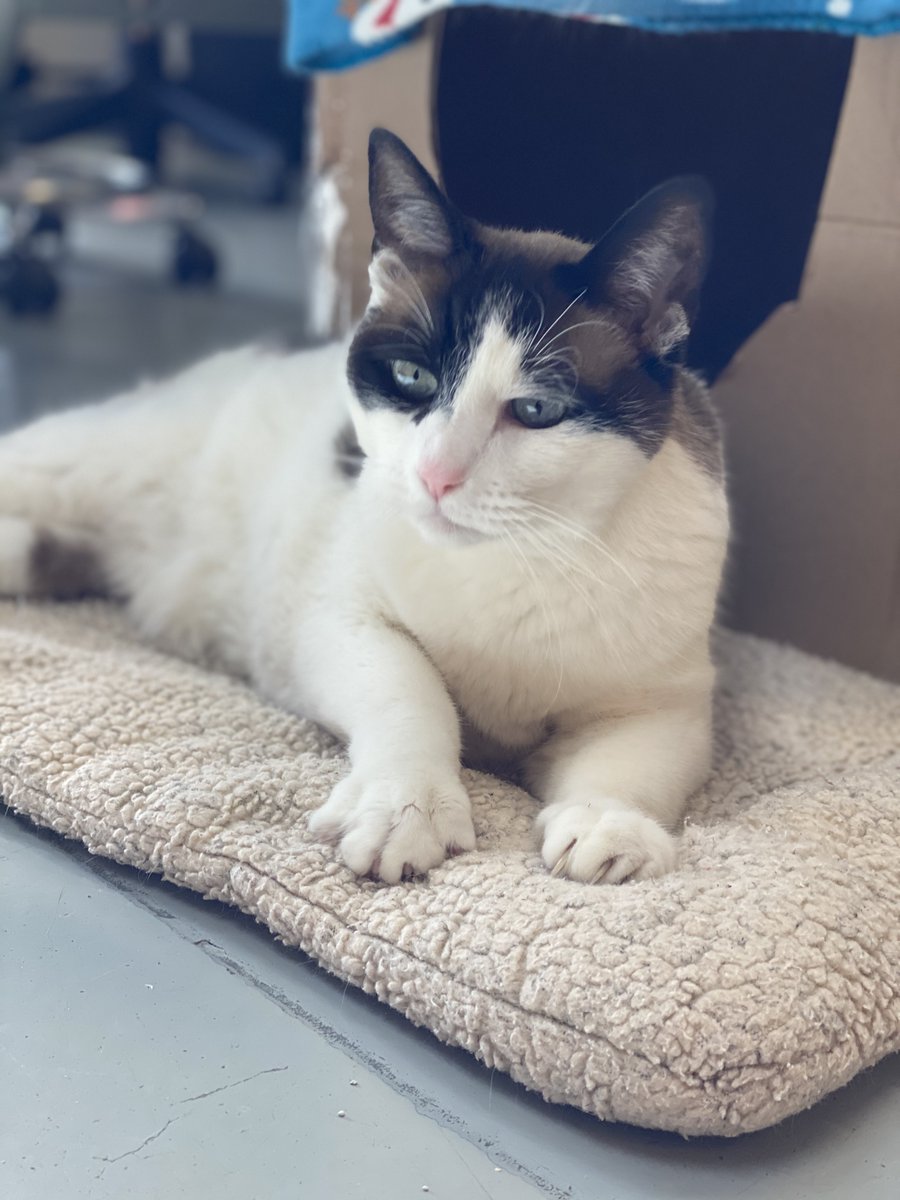 Bend Spay+Neuter tweet media