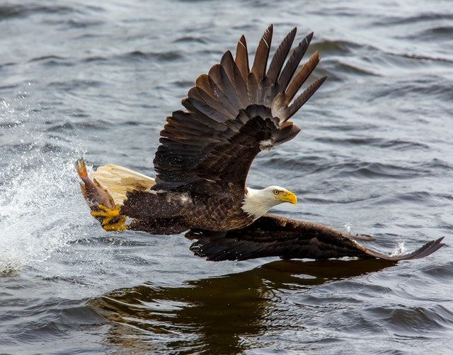 Creekside4Women's tweet photo. Community Focus! Free presentation on bald eagles at Hobbs State Park on Sunday, Jan 5 at 2 p.m. #creeksidecenter #NWAcommunity https://t.co/77xXLAkOGK https://t.co/EkhSoM93rJ